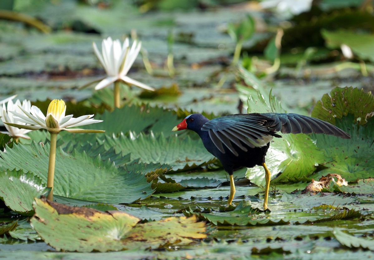 Purple Gallinule - ML152685891