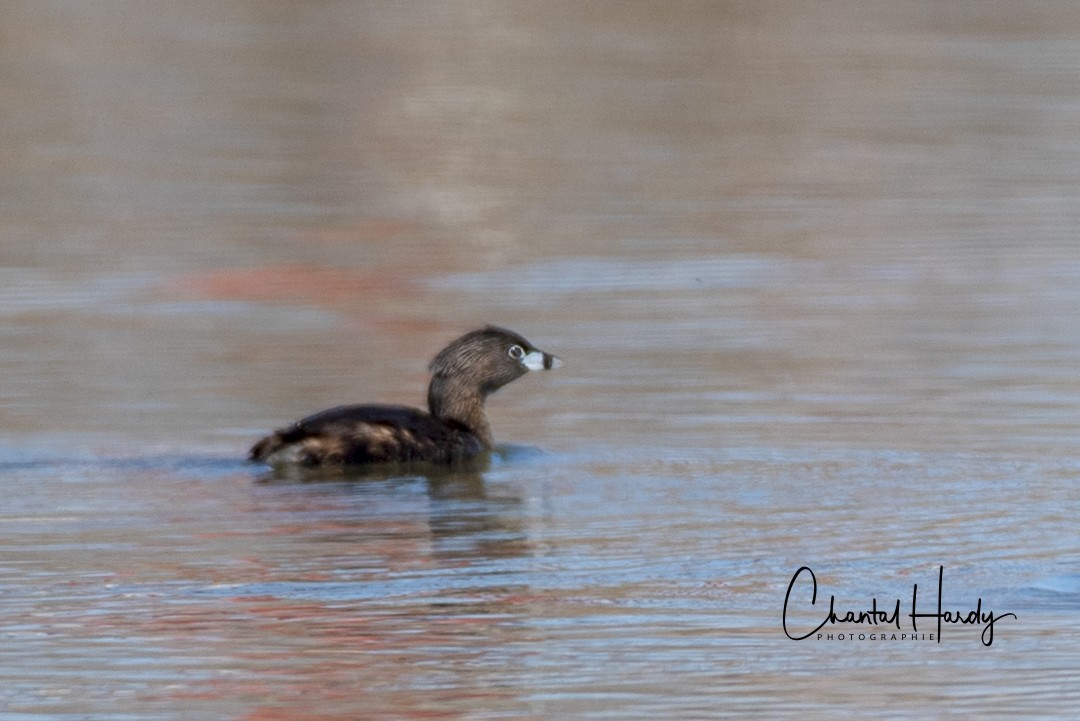 Pied-billed Grebe - ML152686221