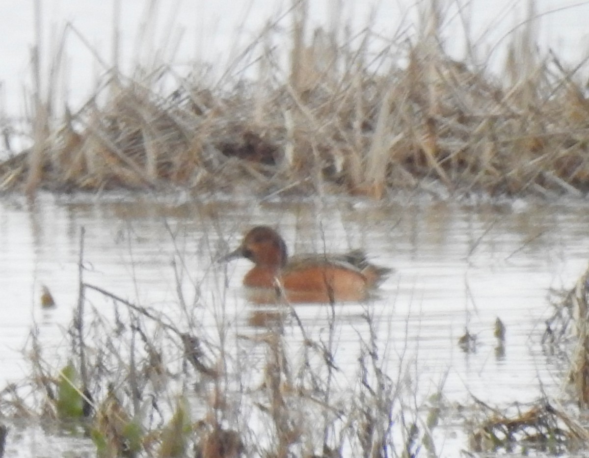 teal sp. - ML152686421