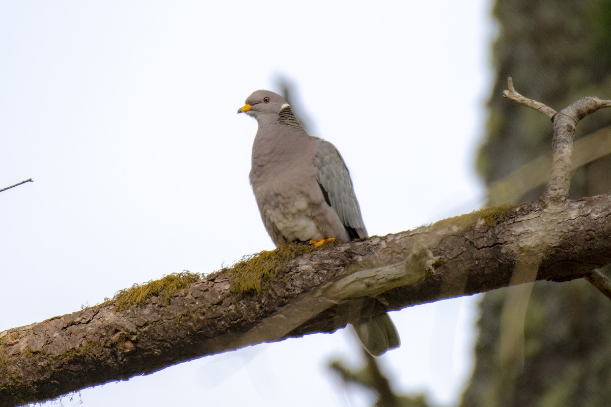 Band-tailed Pigeon - Gerry Meenaghan