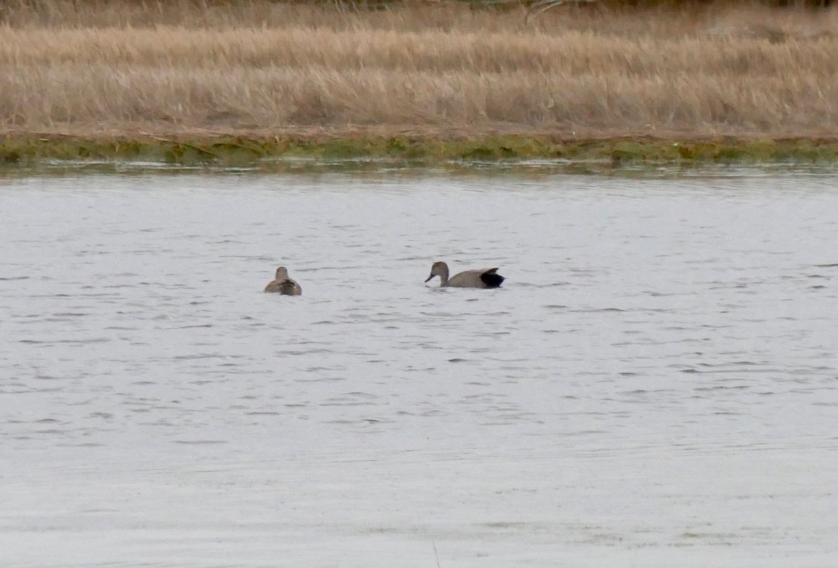 Gadwall - ML152687071