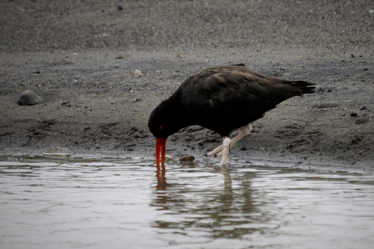 Blackish Oystercatcher - ML152687311