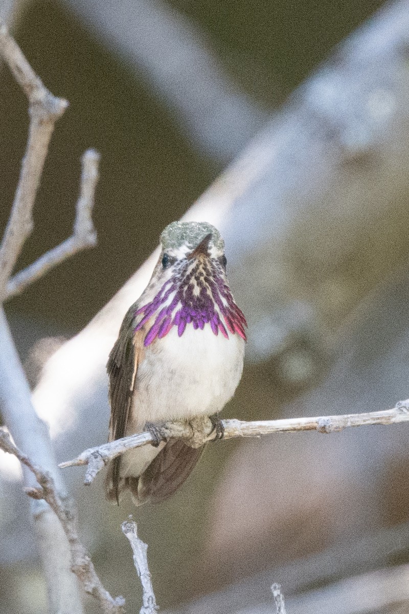 Calliope Hummingbird - ML152687441