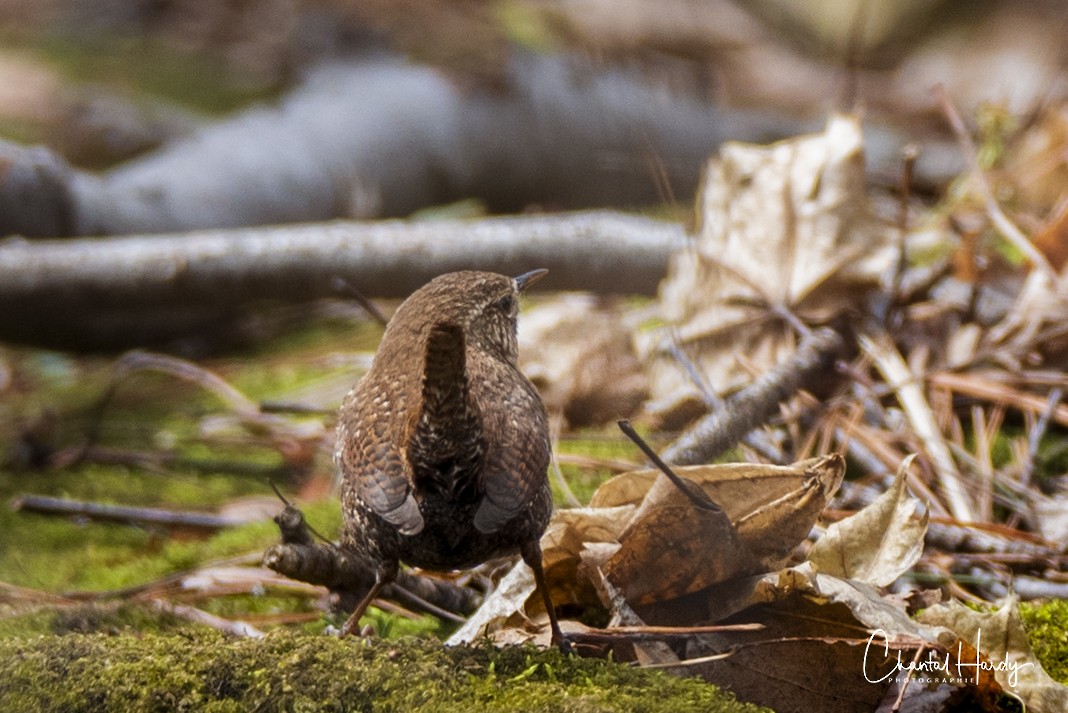 Winter Wren - ML152687611
