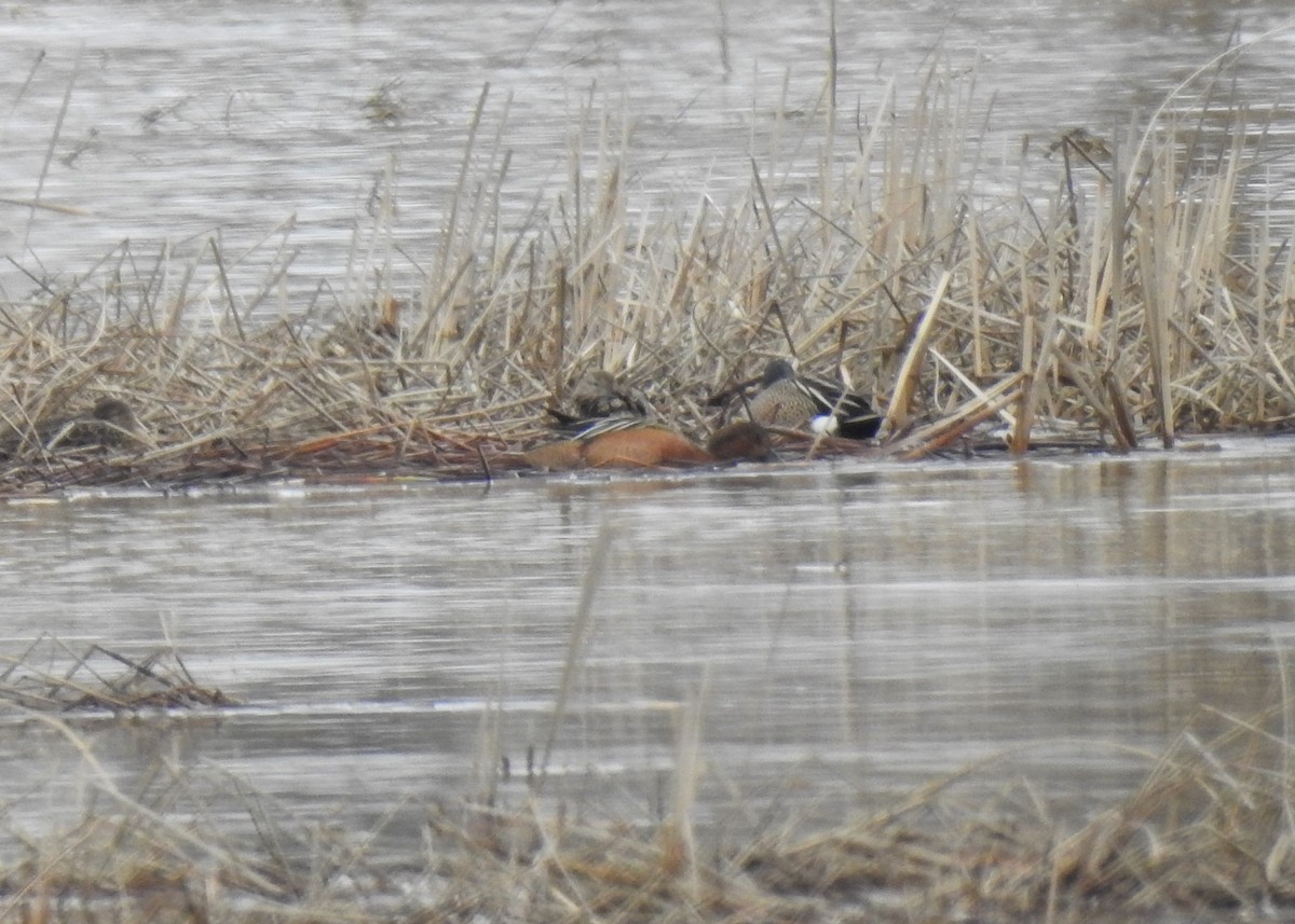 teal sp. - ML152687921