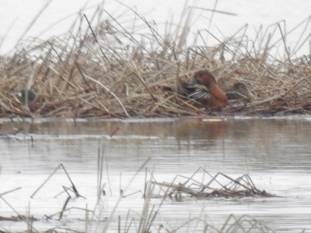 teal sp. - ML152688011