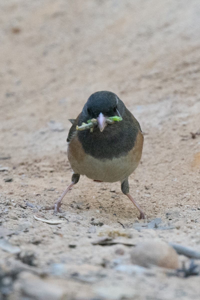 Dark-eyed Junco - Liz West