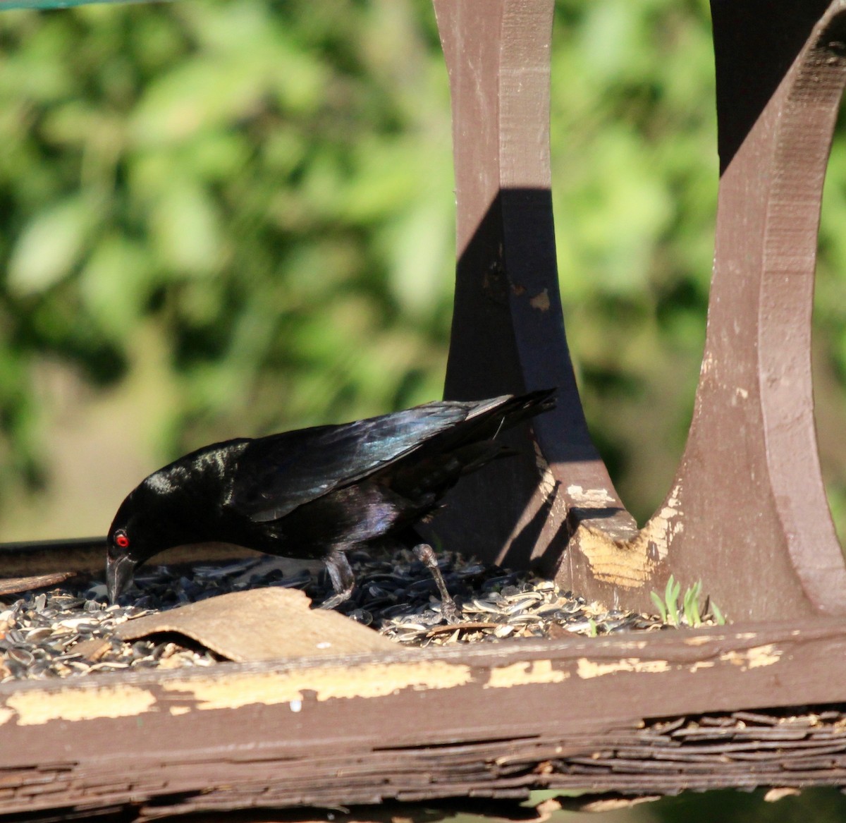 Bronzed Cowbird - ML152688631