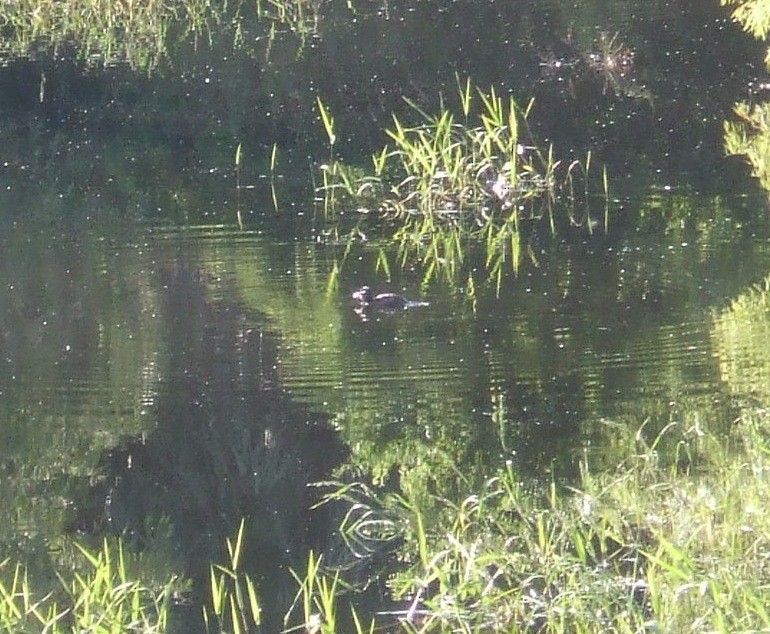 Masked Duck - ML152688661