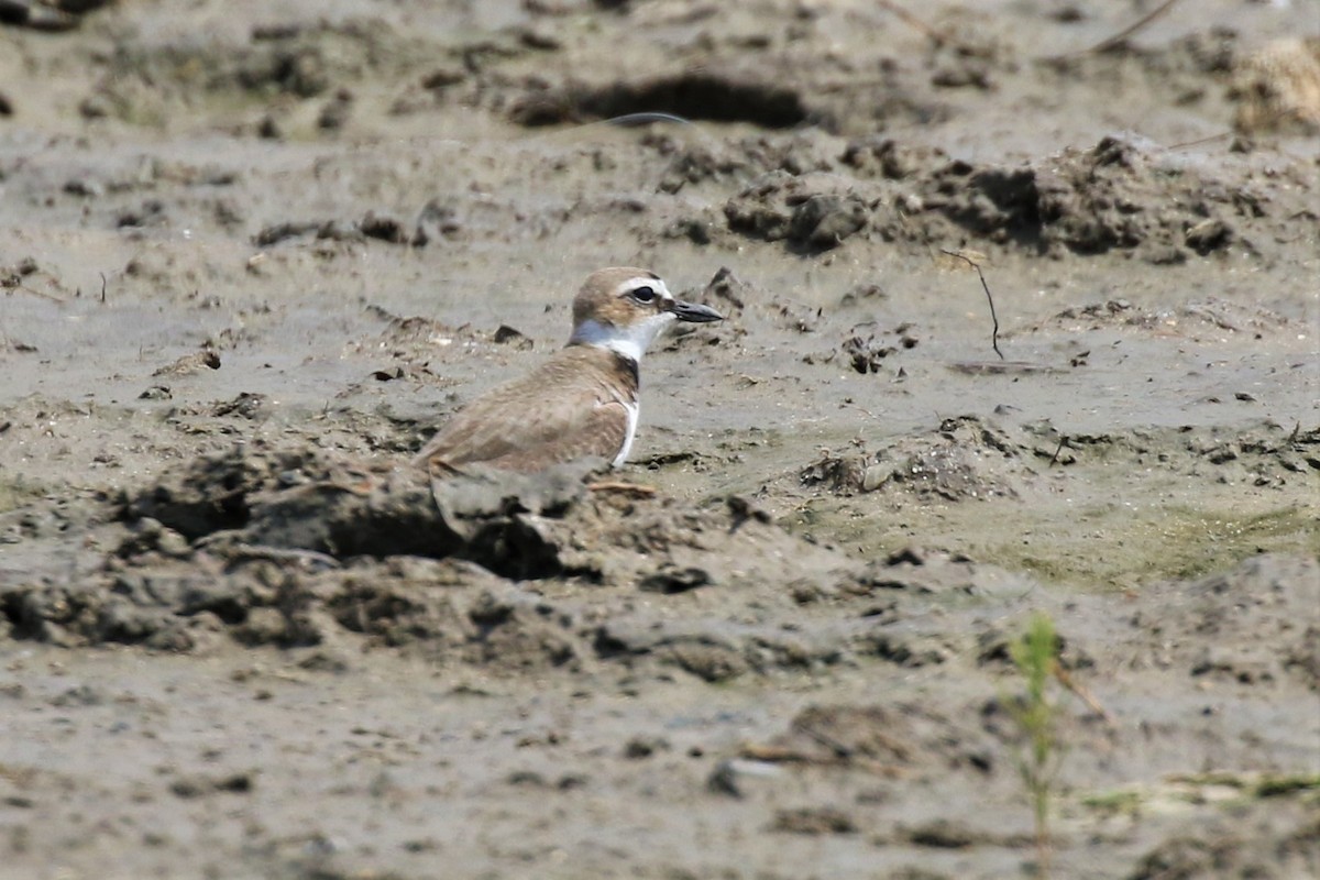 Wilson's Plover - ML152688751