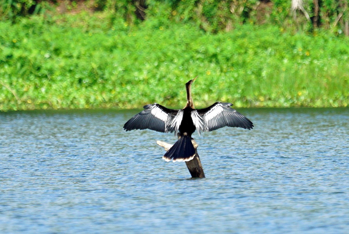 anhinga americká - ML152688761