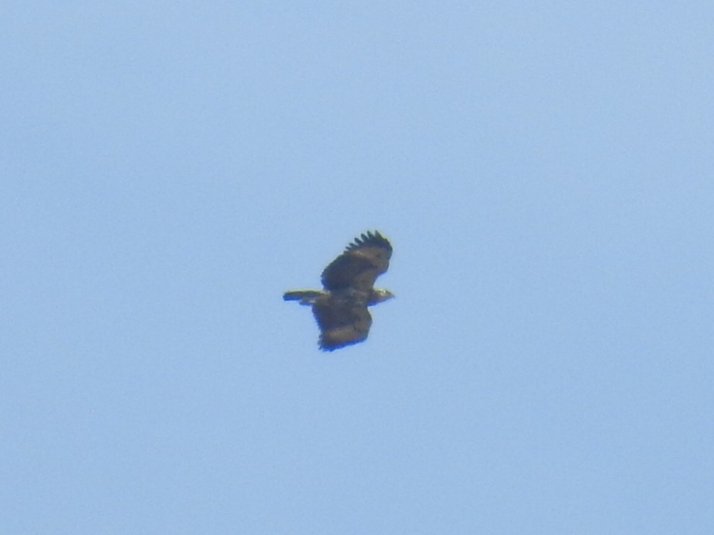 Common Black Hawk - ML152688861