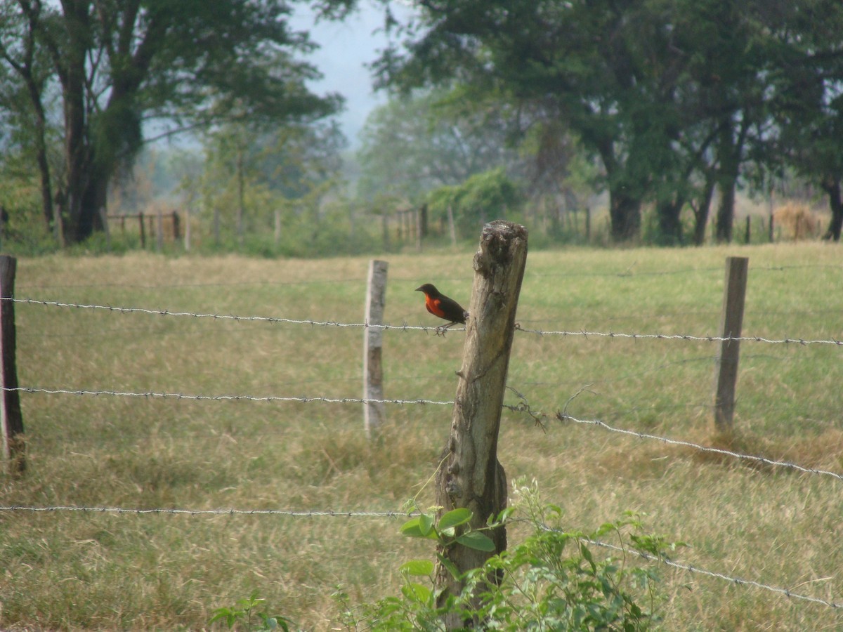 Red-breasted Meadowlark - Daniel de Jesus Garcia León