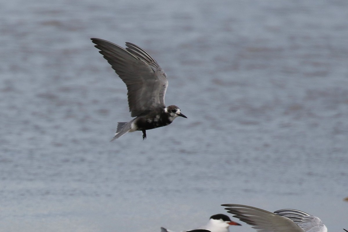 Black Tern - ML152689371