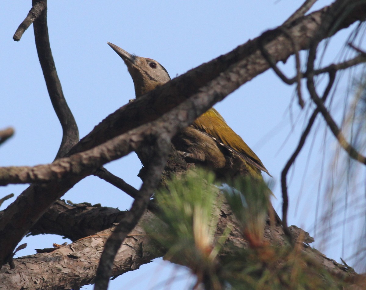 Gray-headed Woodpecker - ML152689421