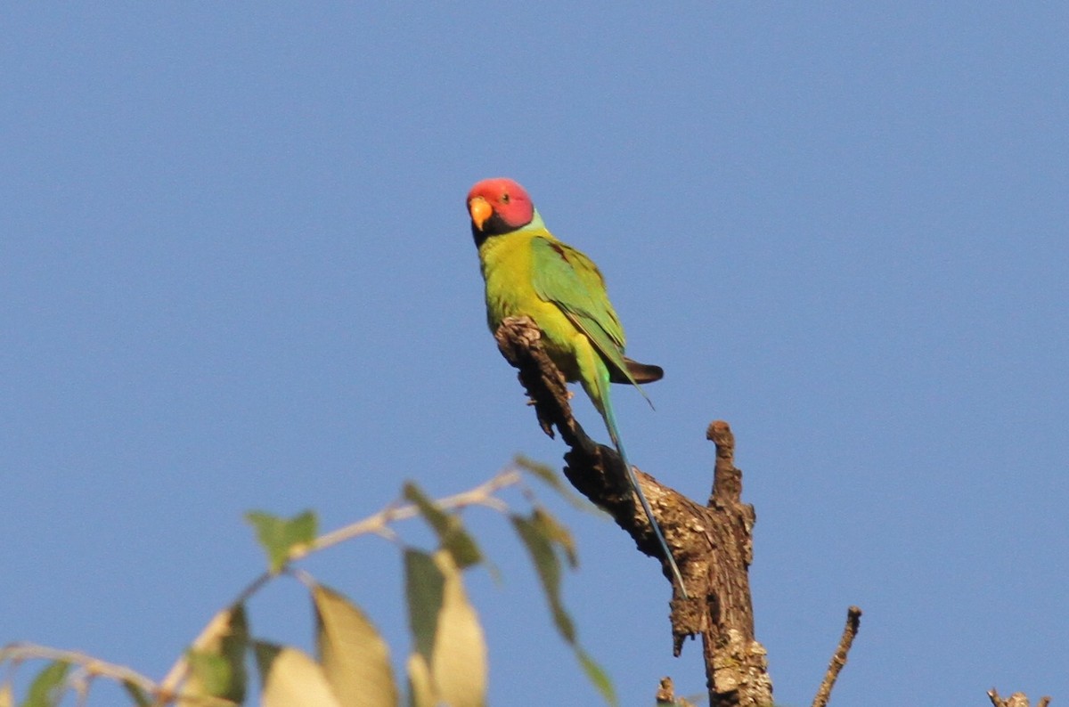 Plum-headed Parakeet - Paul Bourdin