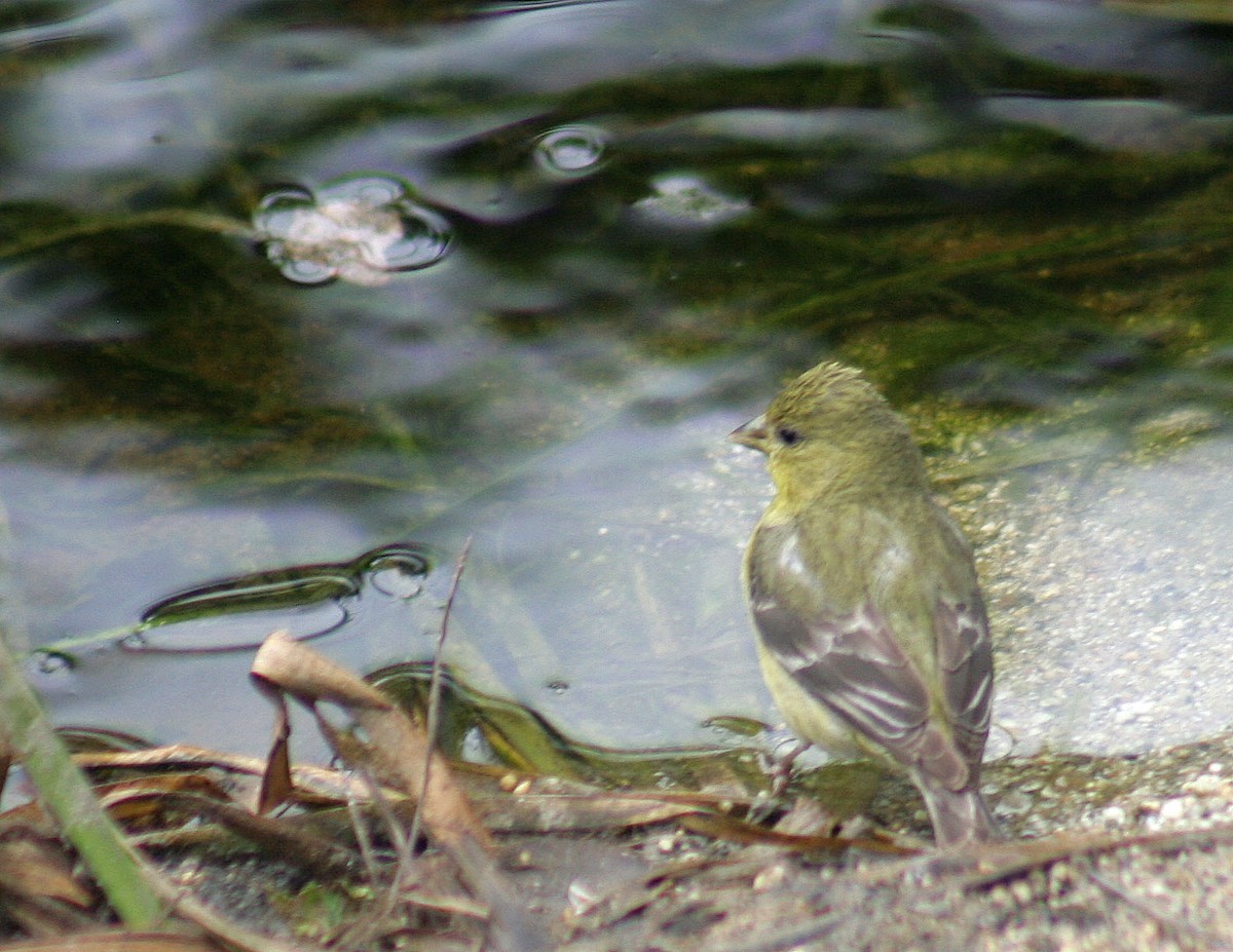 Lesser Goldfinch - ML152689711