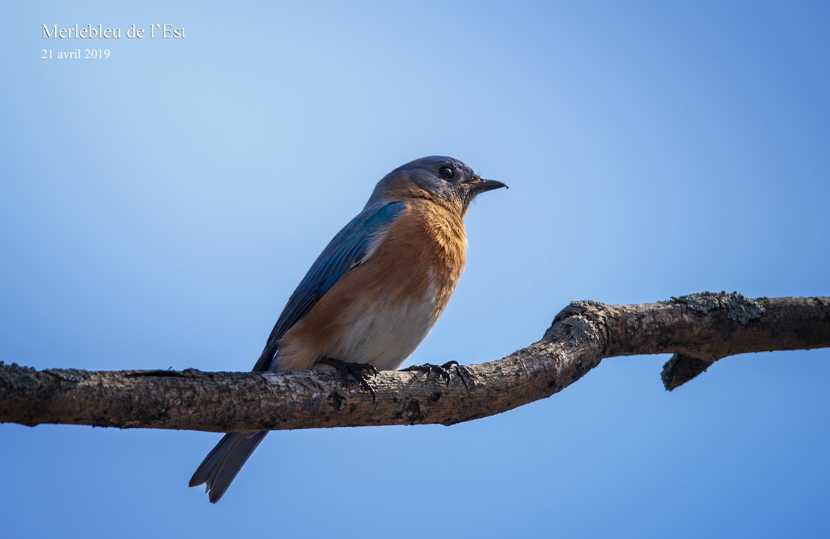 Eastern Bluebird - ML152690321