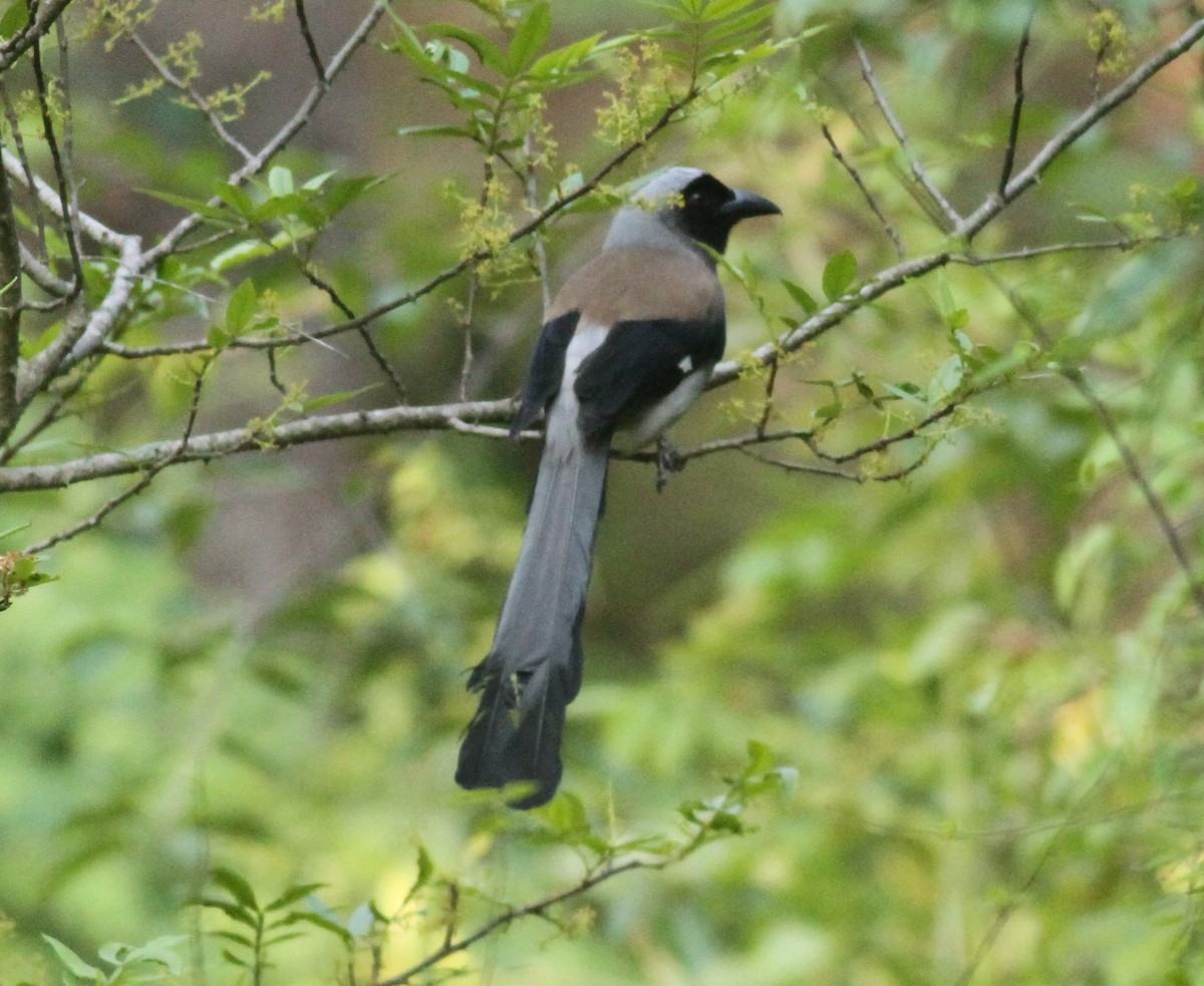 Gray Treepie - ML152690441