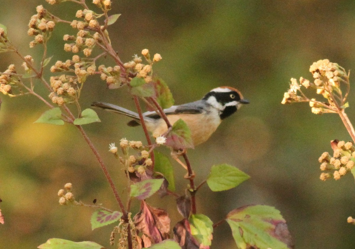 Black-throated Tit - ML152690681