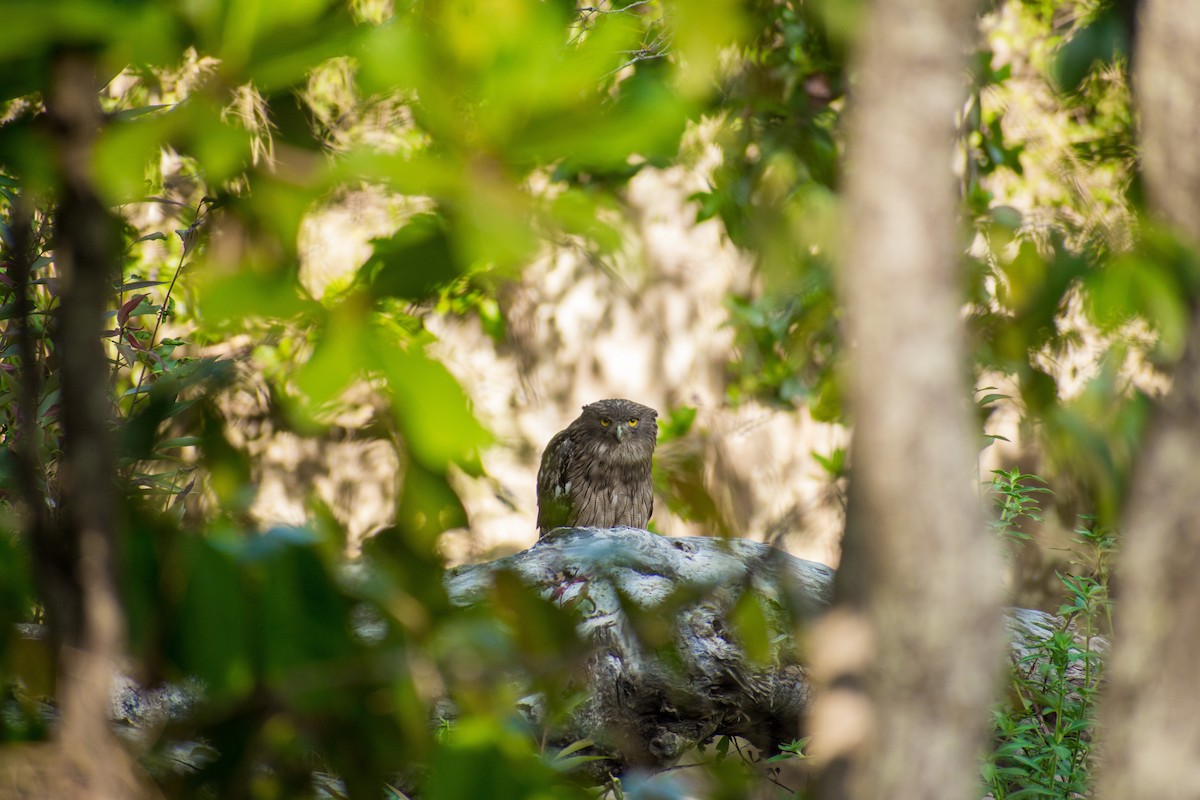 Brown Fish-Owl - ML152690951