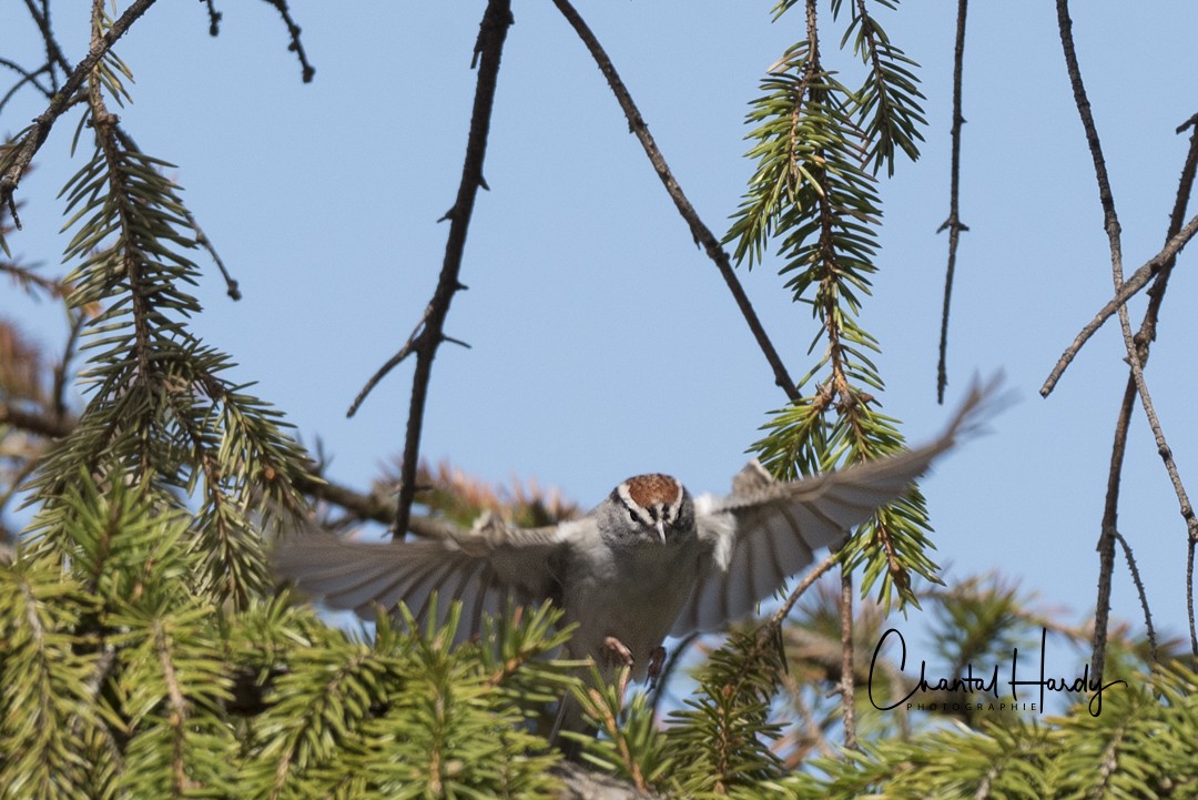 Chipping Sparrow - ML152691051