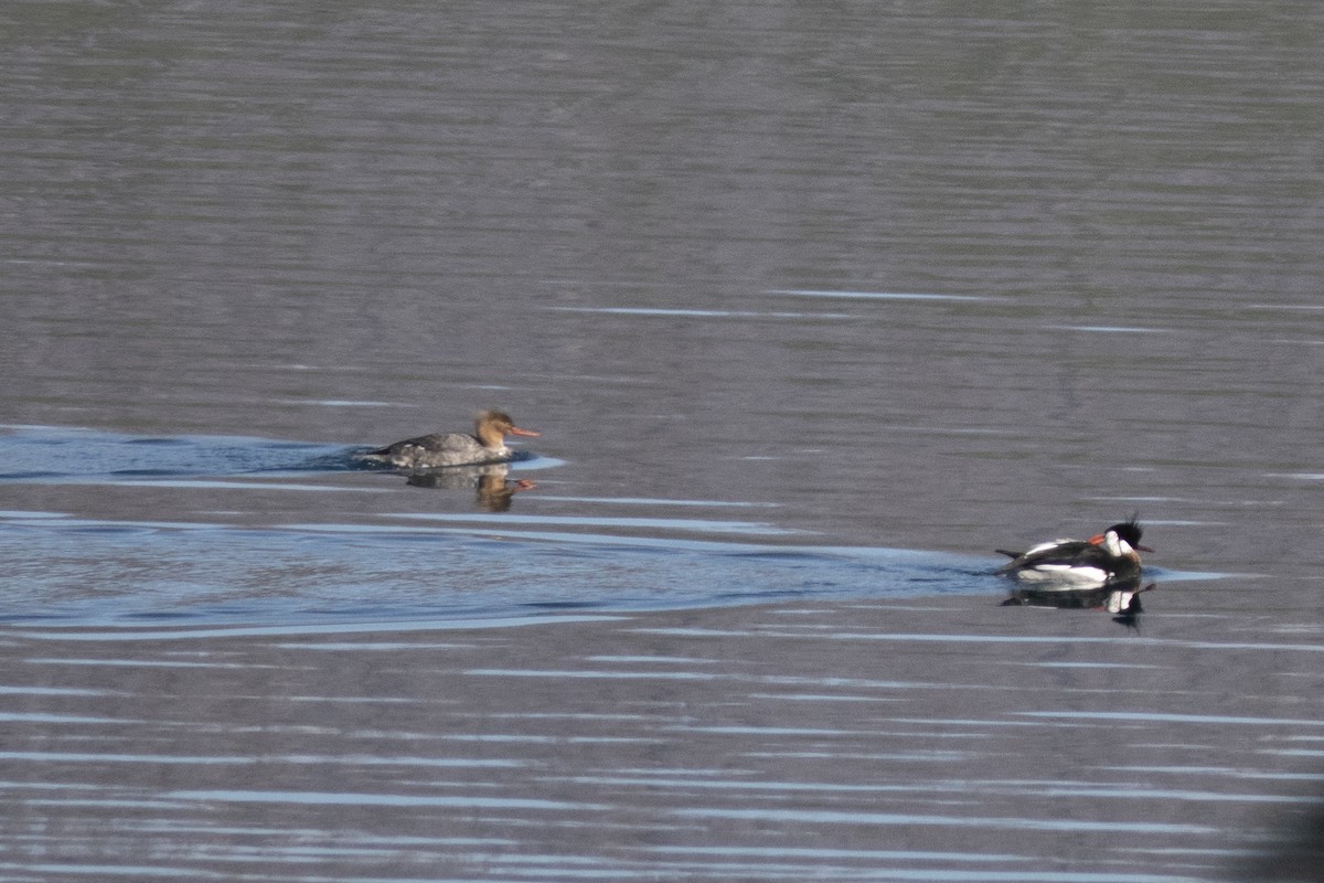 Сэвгэр бохио - ML152691061