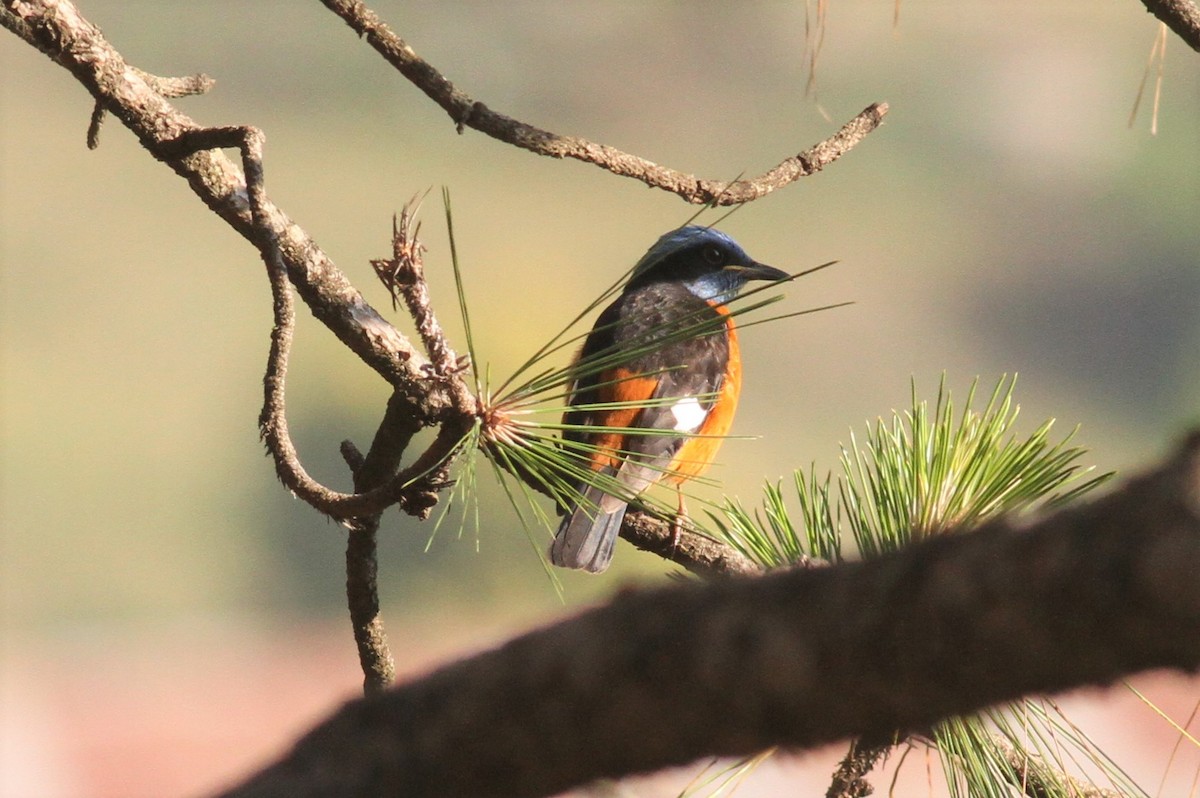 Blue-capped Rock-Thrush - ML152691581