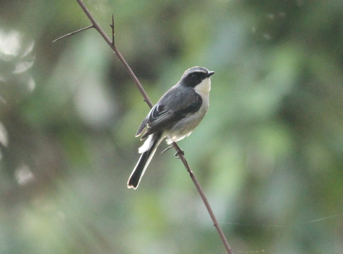 Gray Bushchat - ML152691691