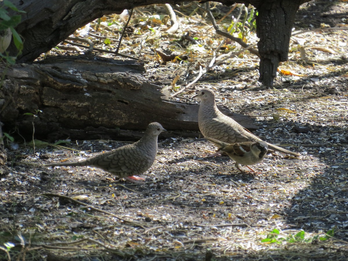 Inca Dove - Kenneth Bader