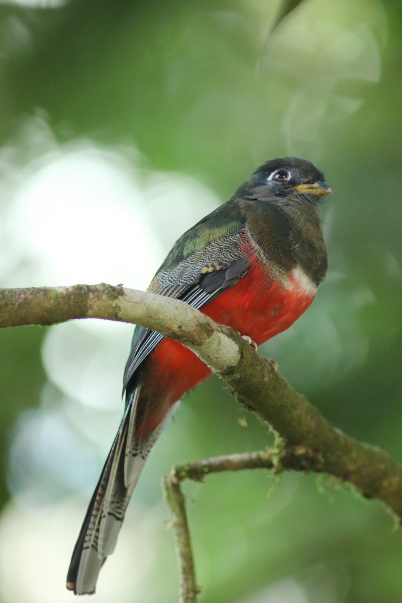 Collared Trogon - ML152694051