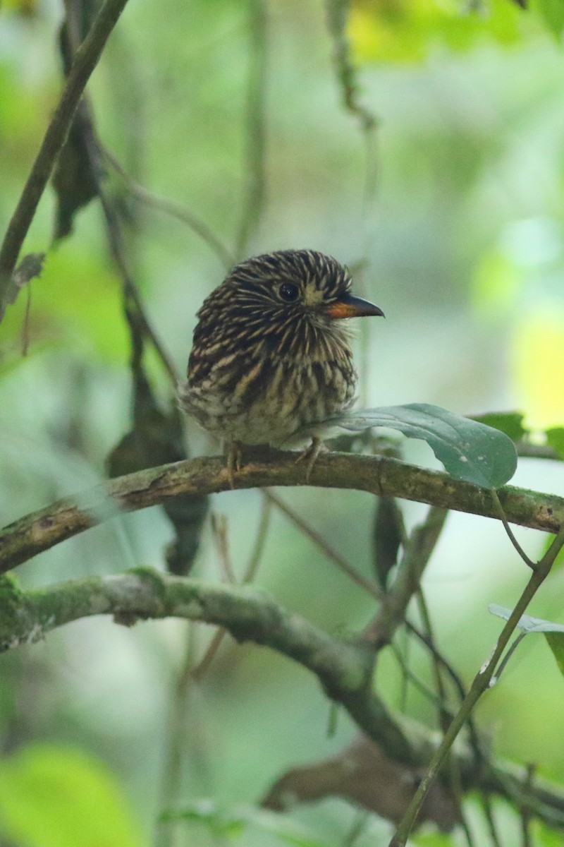 White-chested Puffbird - ML152695361