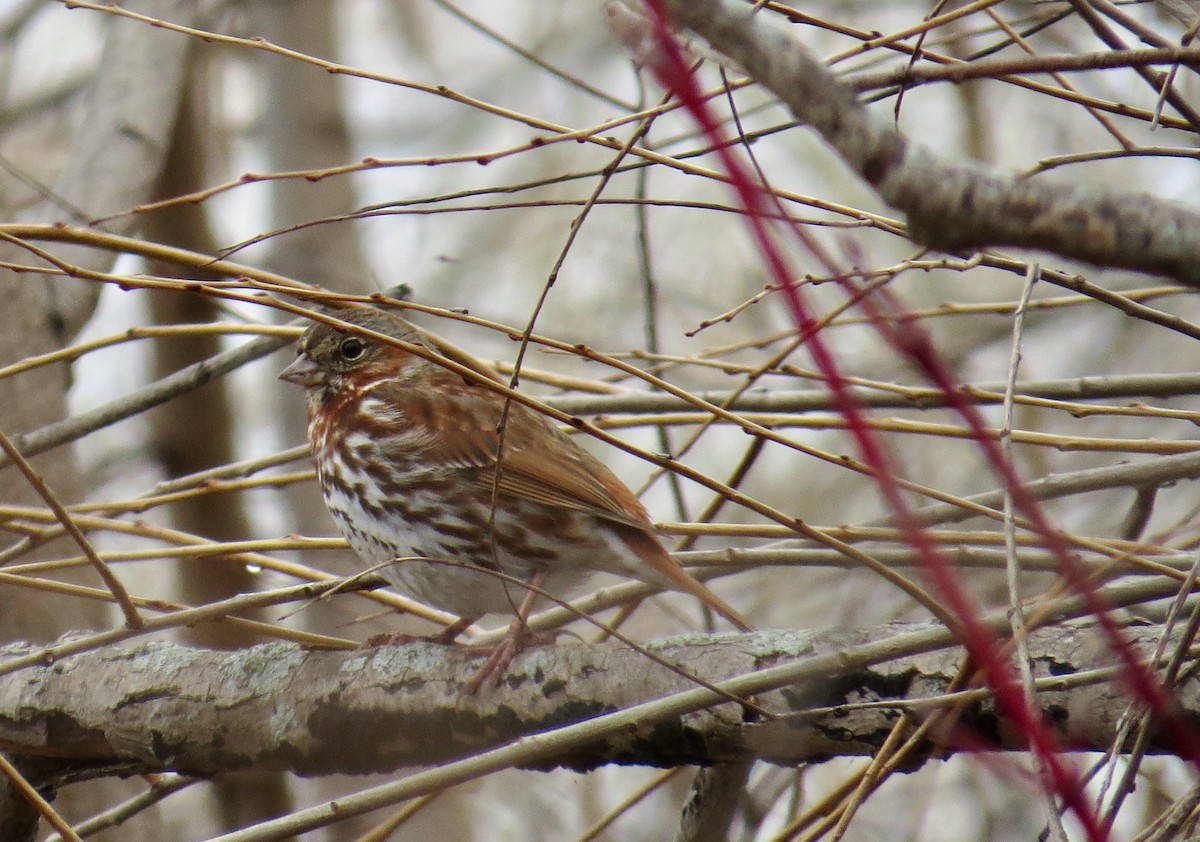 Fox Sparrow - Kathryn Mills