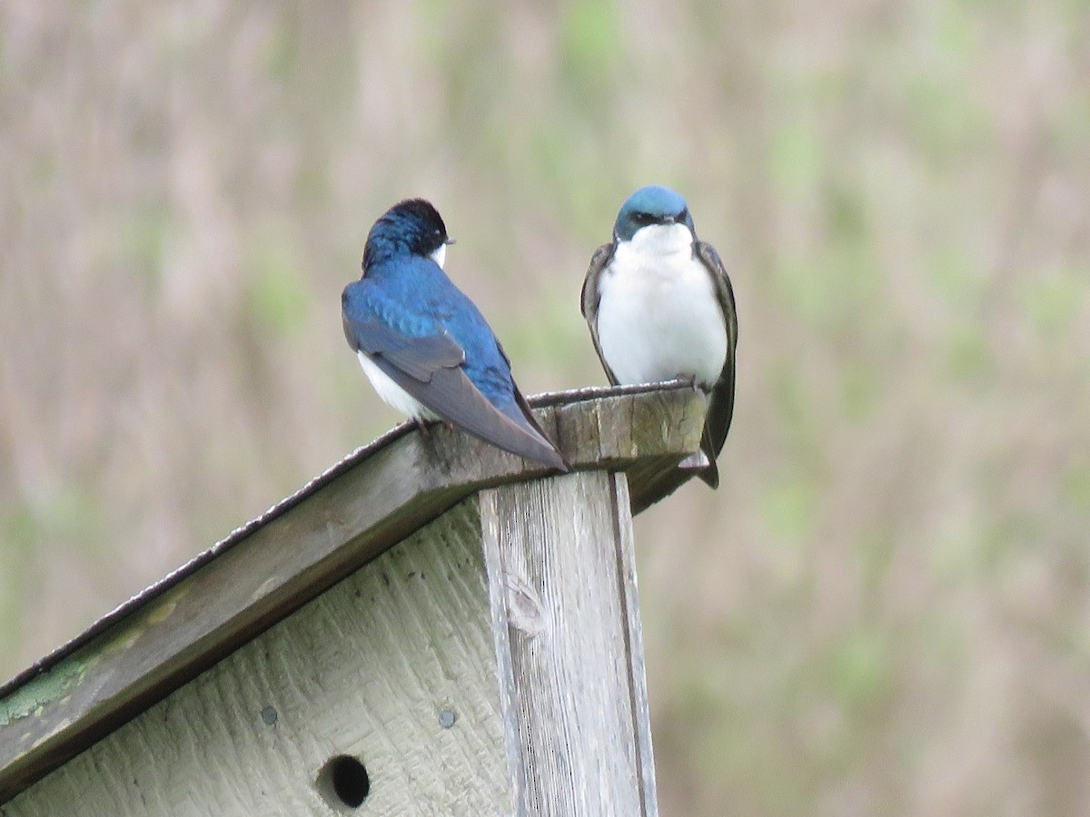 Tree Swallow - ML152695741