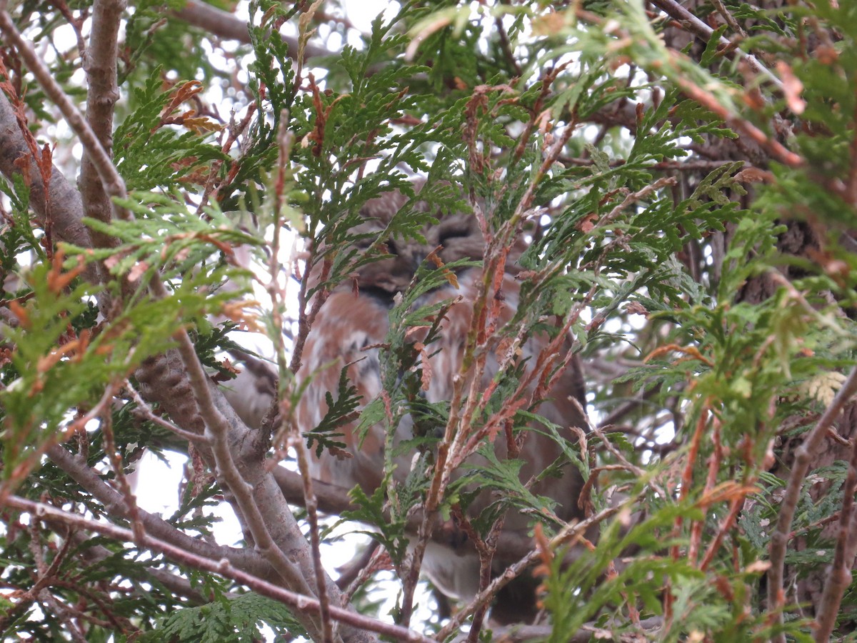 Northern Saw-whet Owl - Kathryn Mills