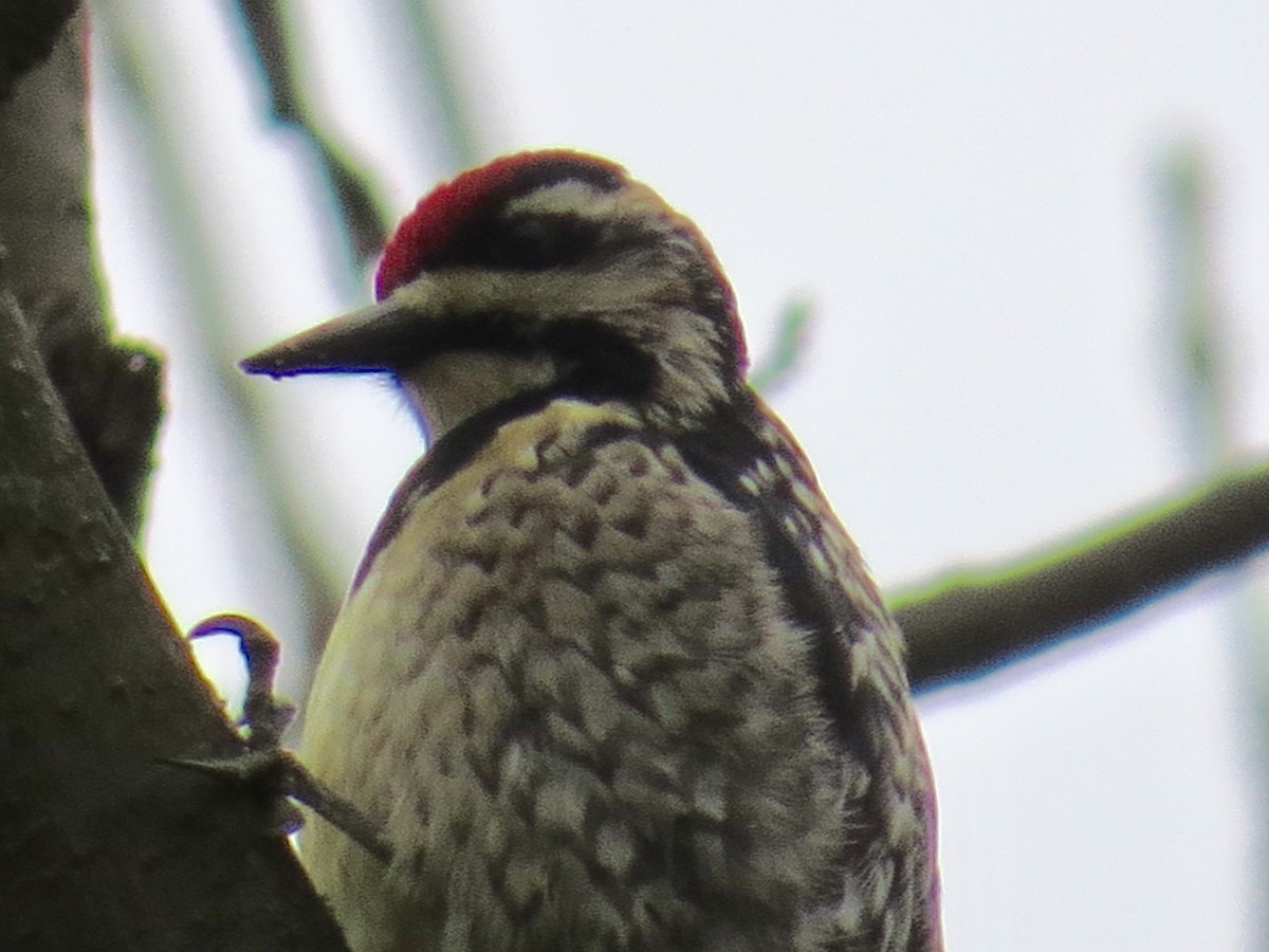 Yellow-bellied Sapsucker - ML152697591