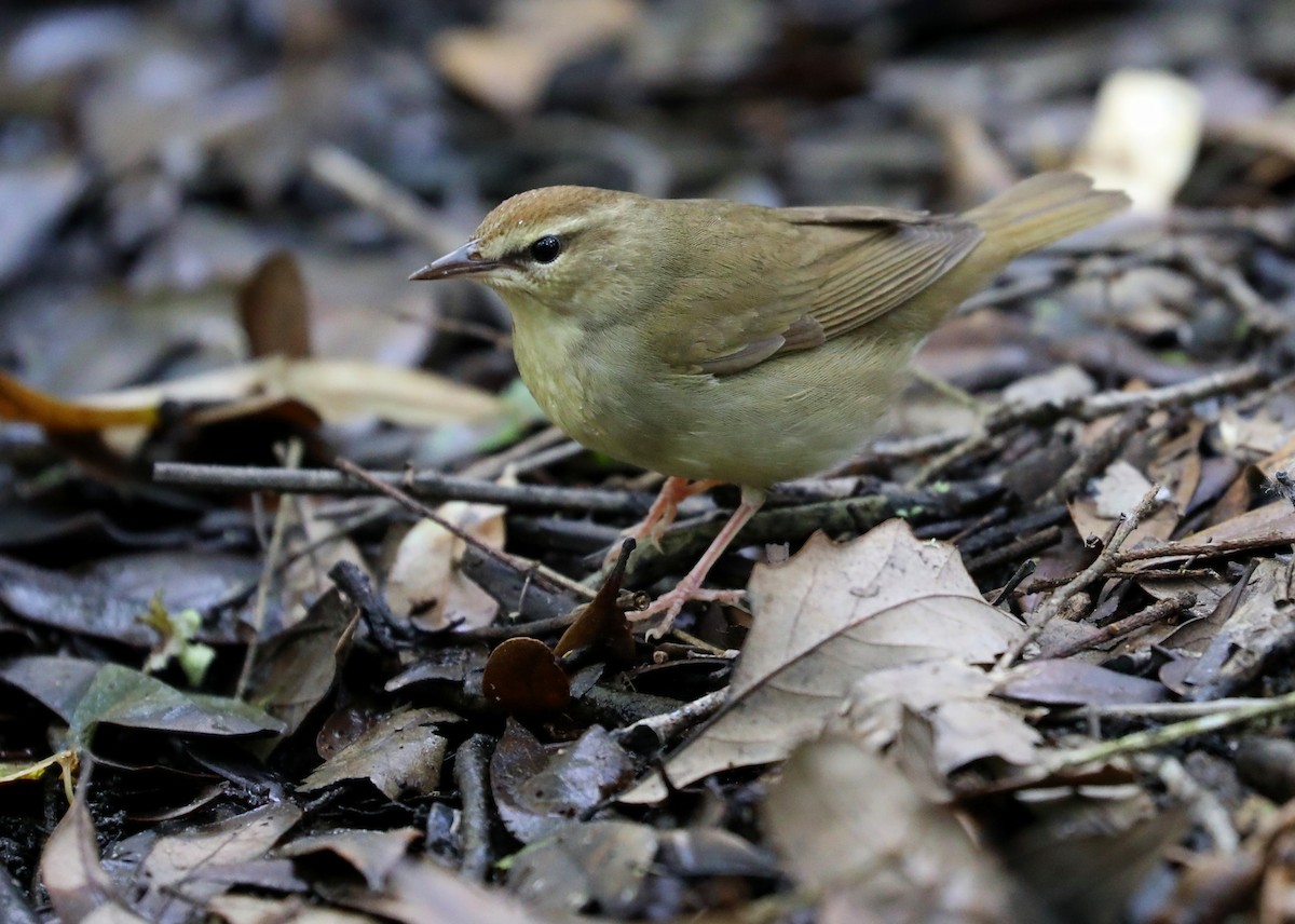 Paruline de Swainson - ML152698161