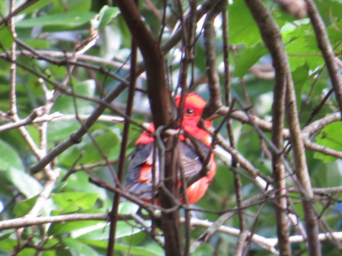 Scarlet Tanager - ML152698721