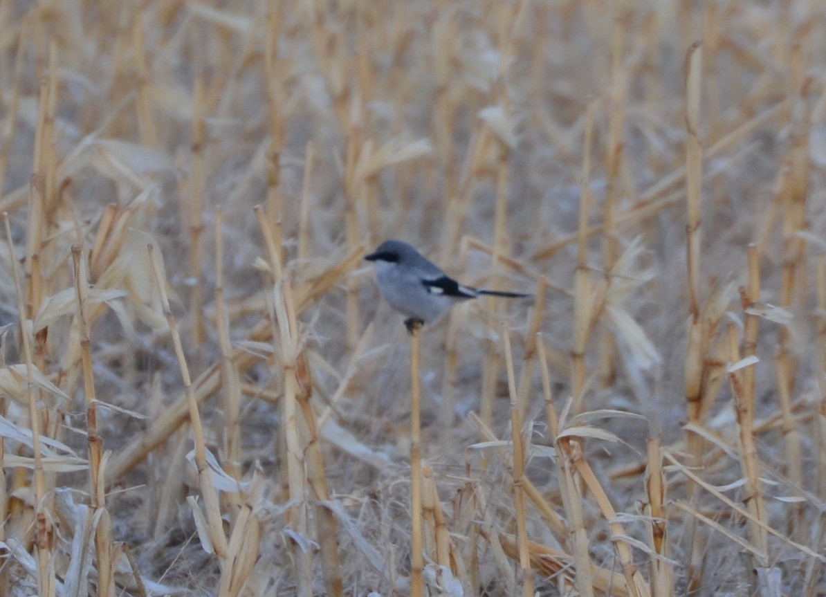 Loggerhead Shrike - Jake Shorty