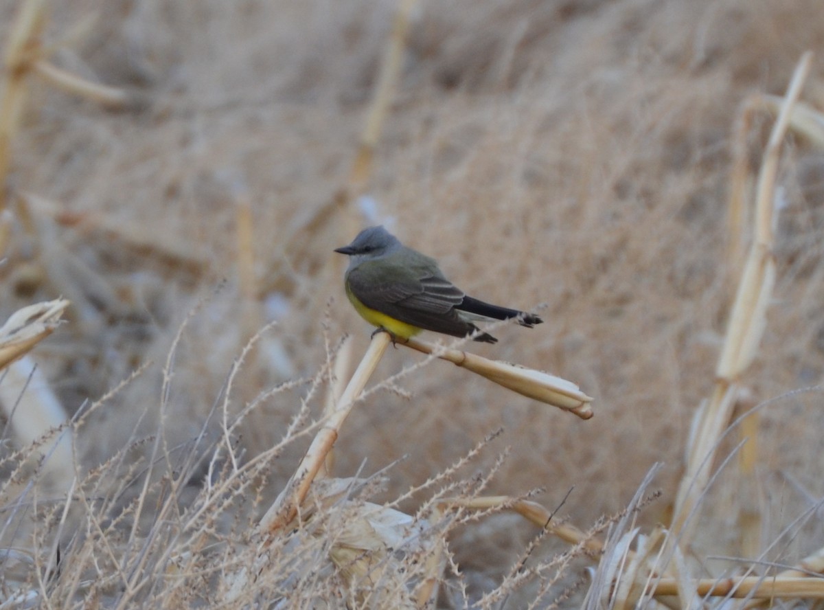 Western Kingbird - ML152700411