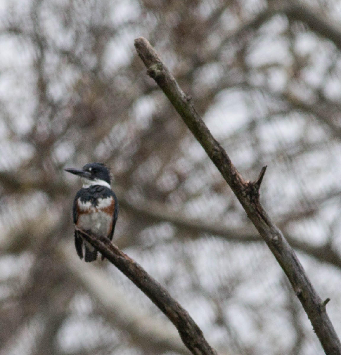Belted Kingfisher - ML152701121