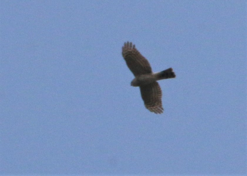 Sharp-shinned Hawk - ML152701141