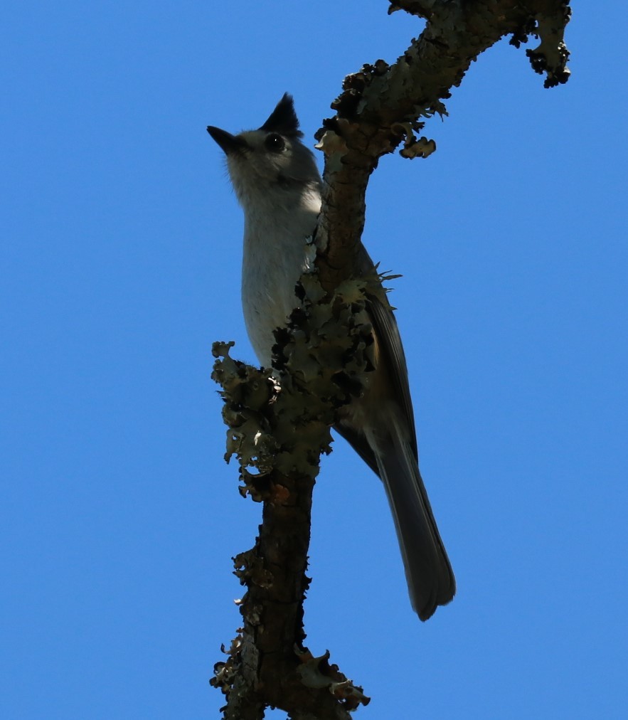 Black-crested Titmouse - Tom Lewis