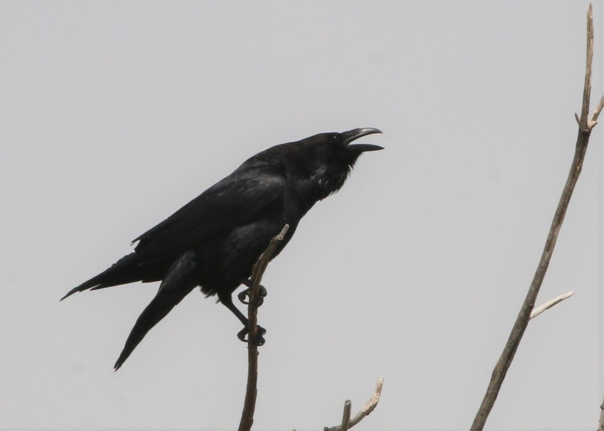 Common Raven - ML152701271