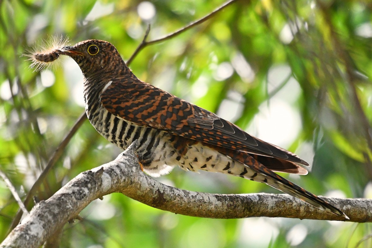 Oriental Cuckoo - ML152701801