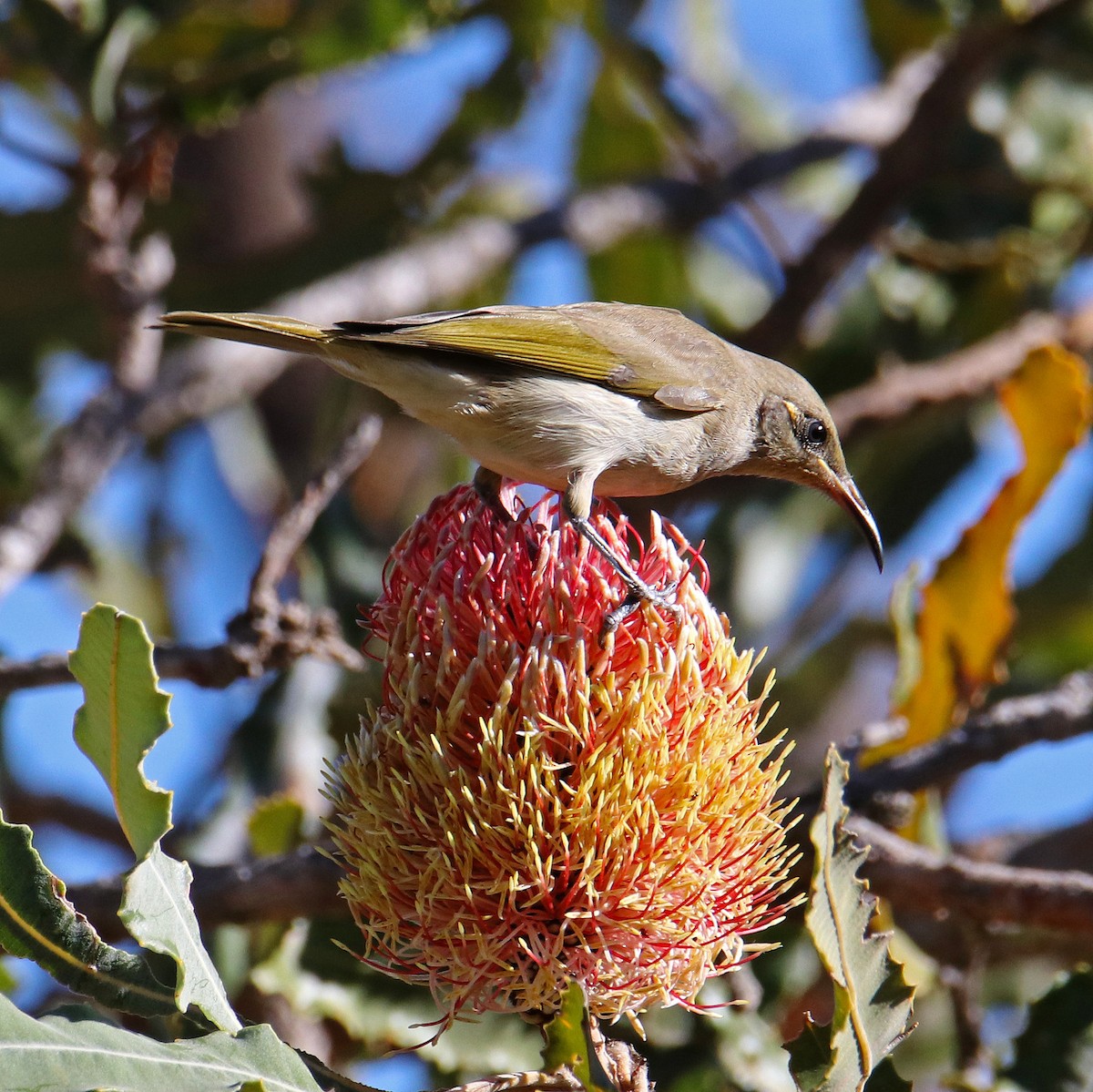 Brown Honeyeater - ML152702041