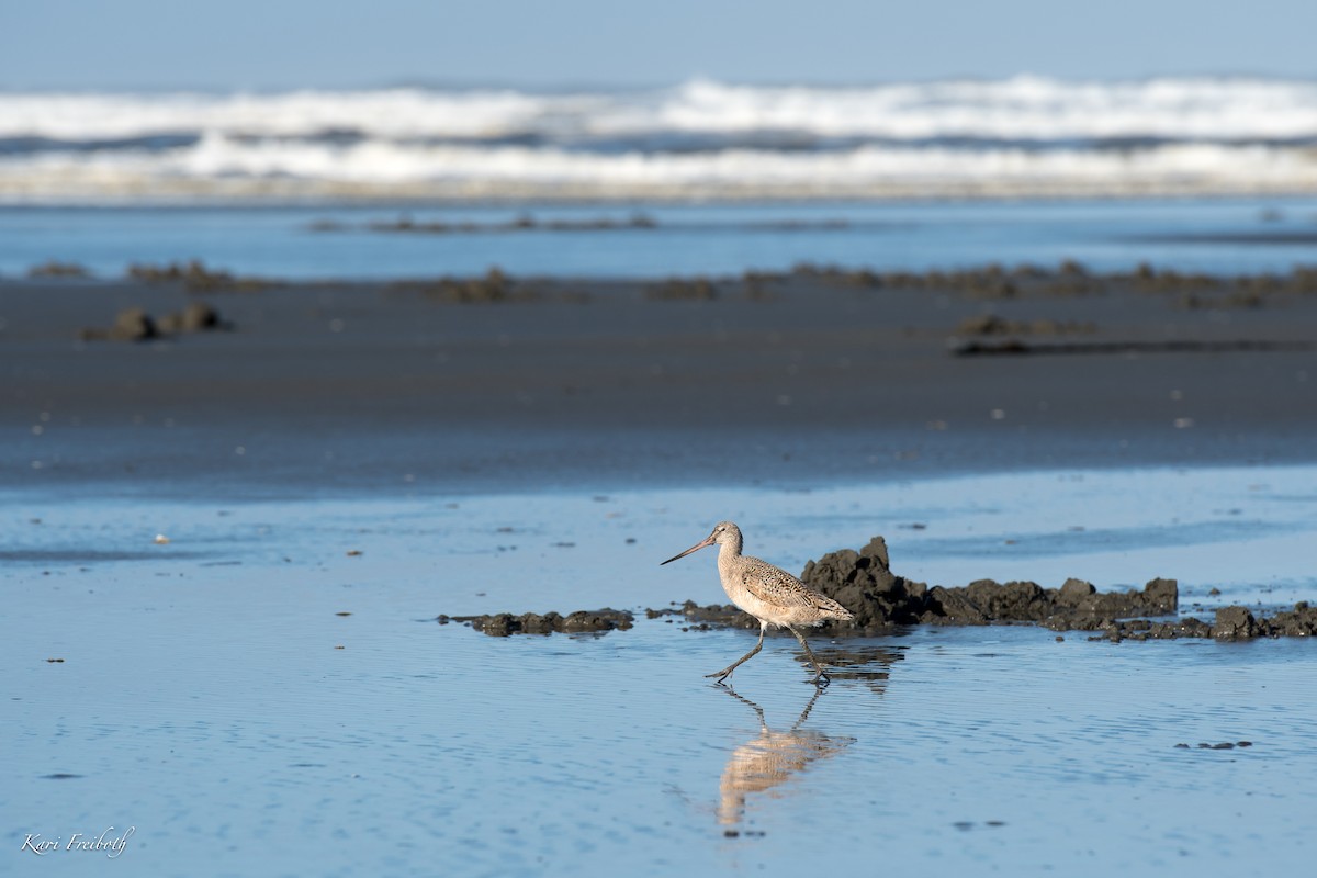 Marbled Godwit - Kari Freiboth