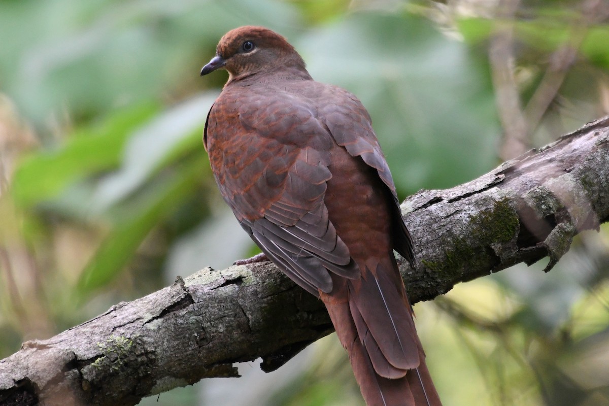 Brown Cuckoo-Dove - Wayne Schulz