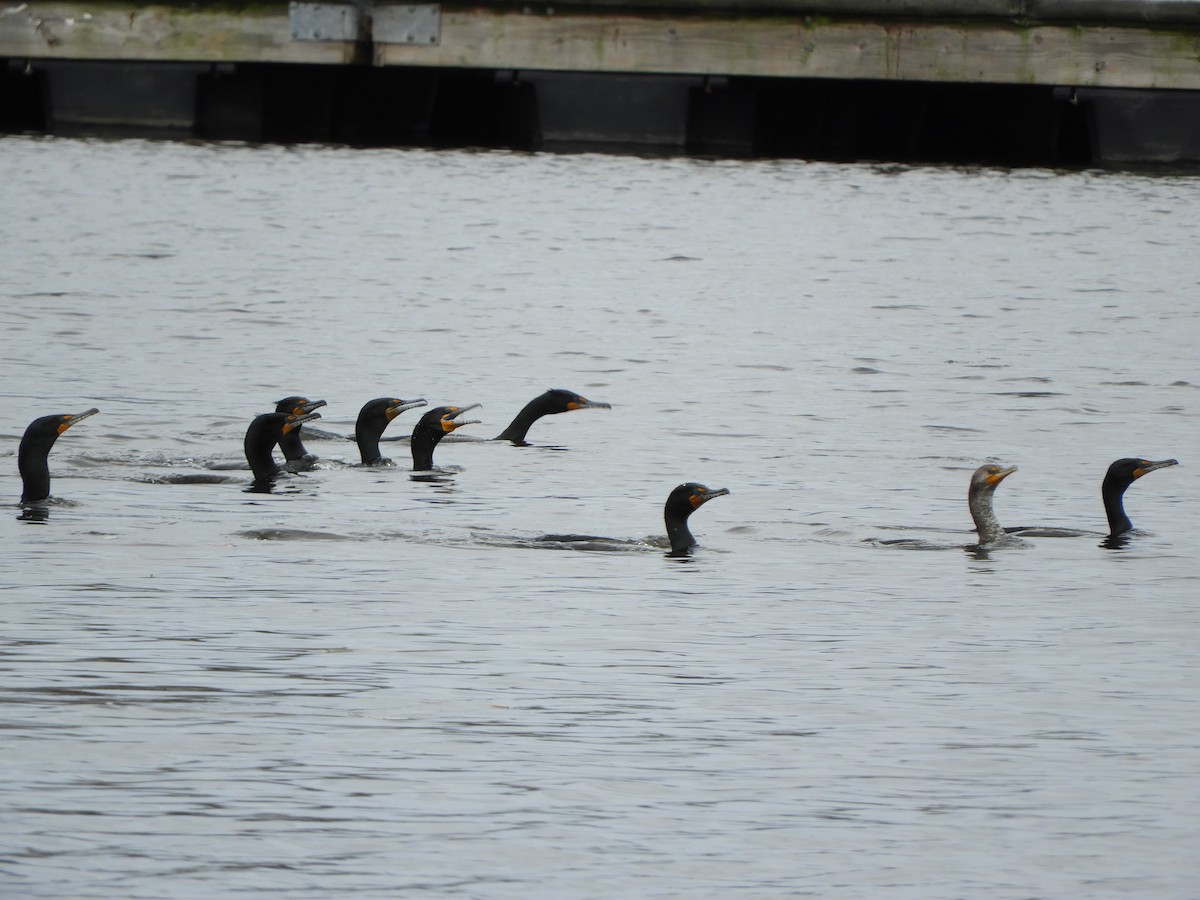 Double-crested Cormorant - Laura Markley