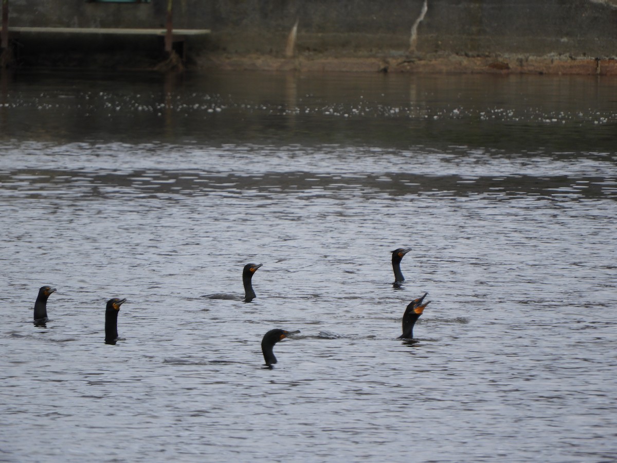 Double-crested Cormorant - Laura Markley